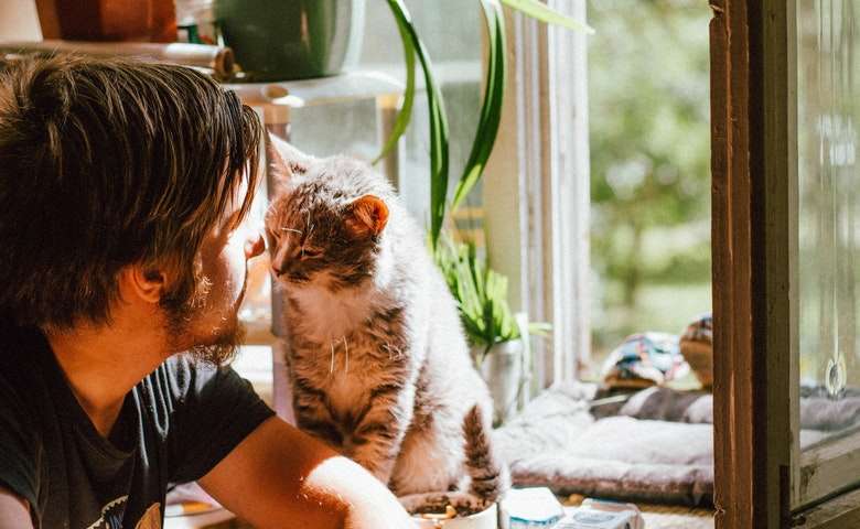 7 Cara u0026 Tips Memilih Desain Kandang Kucing Terbaik - Tokopedia Blog