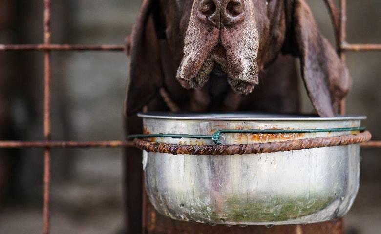 Sediakan Tempat Makan dan Tempat Minum
