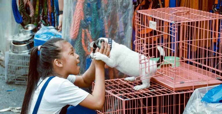 6 Tips Membuat _ Memilih Kandang Anjing