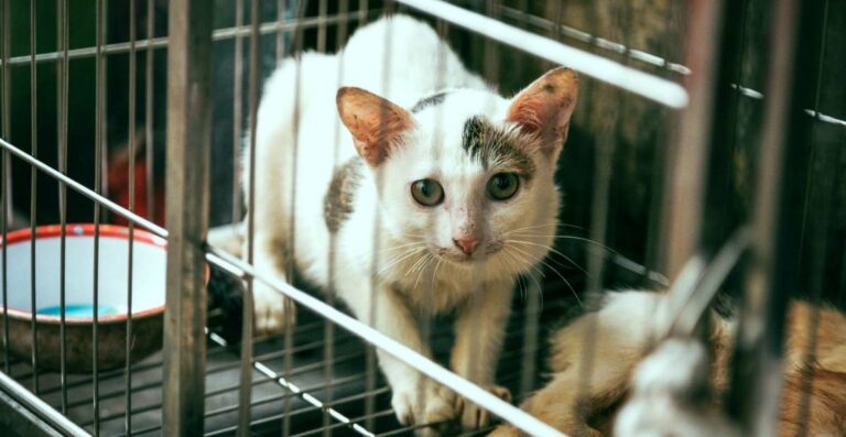 7 Cara u0026 Tips Memilih Desain Kandang Kucing Terbaik - Tokopedia Blog