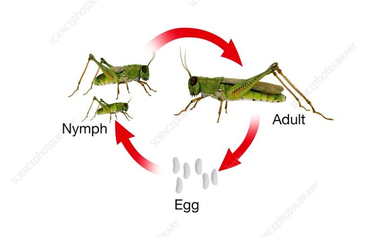 metamorfosis tidak sempurna
