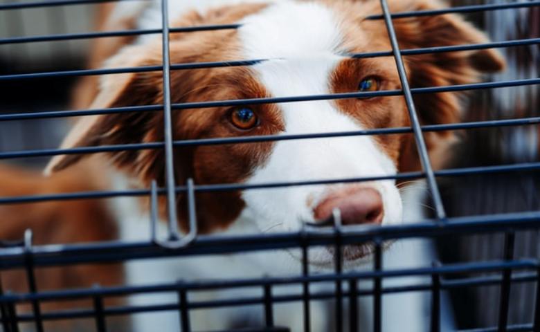 Material Yang Aman _ Nyaman untuk Kandang Anjing