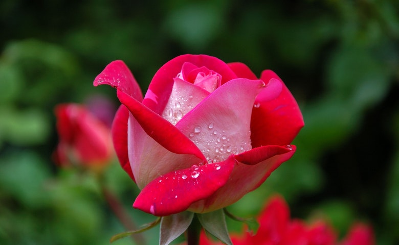 Perhatikan Intensitas Penyiraman