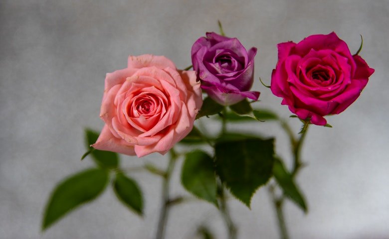 Berikan Nutrisi Tambahan