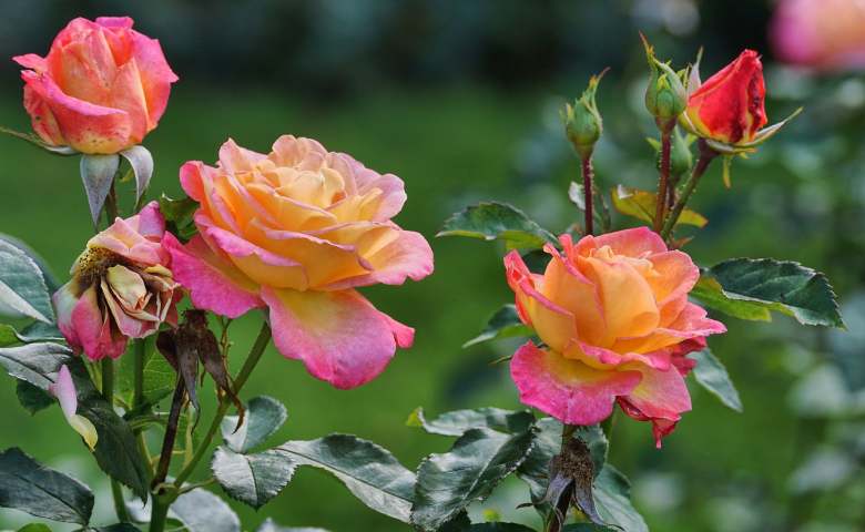 Potong Batang atau daun Yang Tidak Sehat