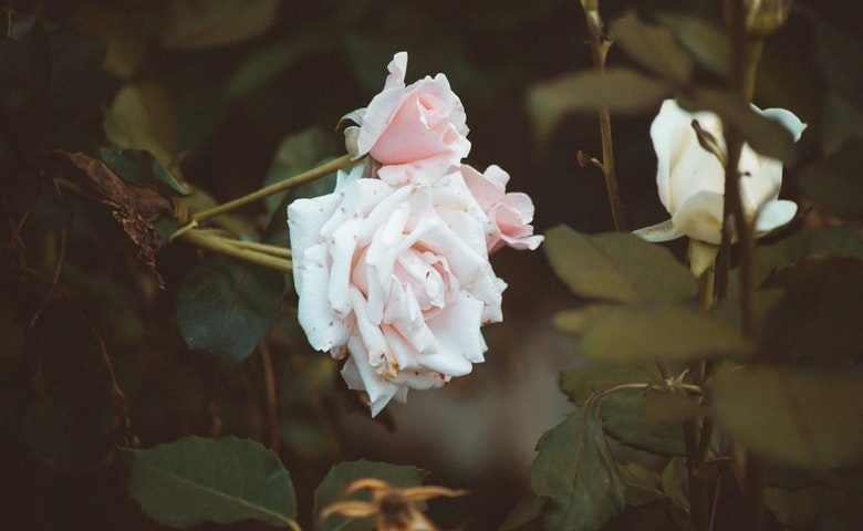 Perhatikan Hama dan Gulma