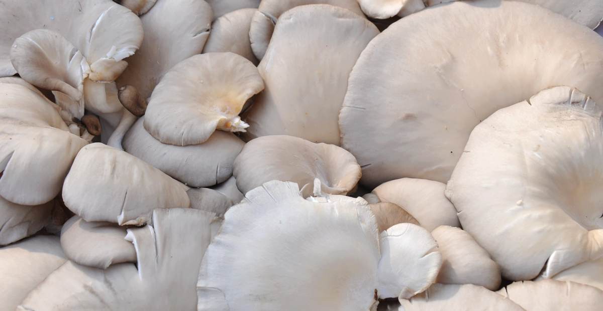 11 Manfaat Jamur Tiram 'Si Putih' Gurih Kaya Nutrisi