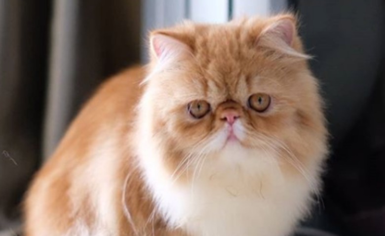 Persia peaknose
