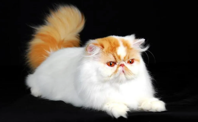 Persia bicolor