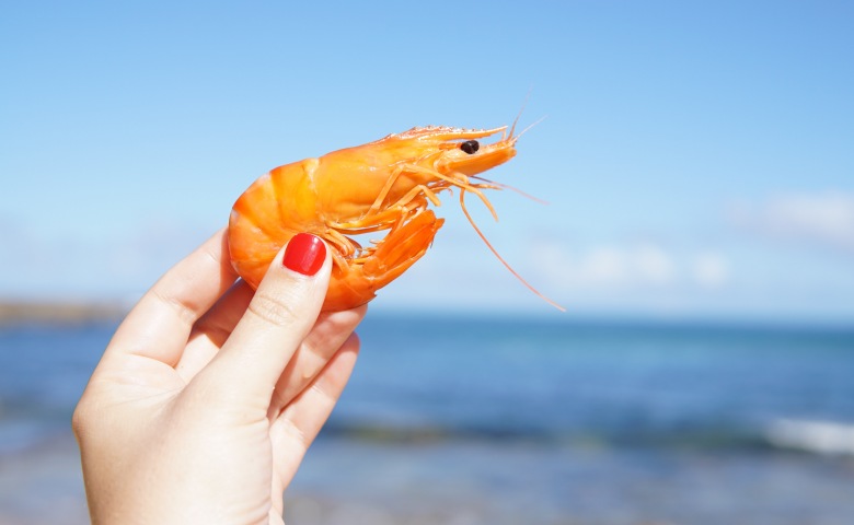 manfaat udang