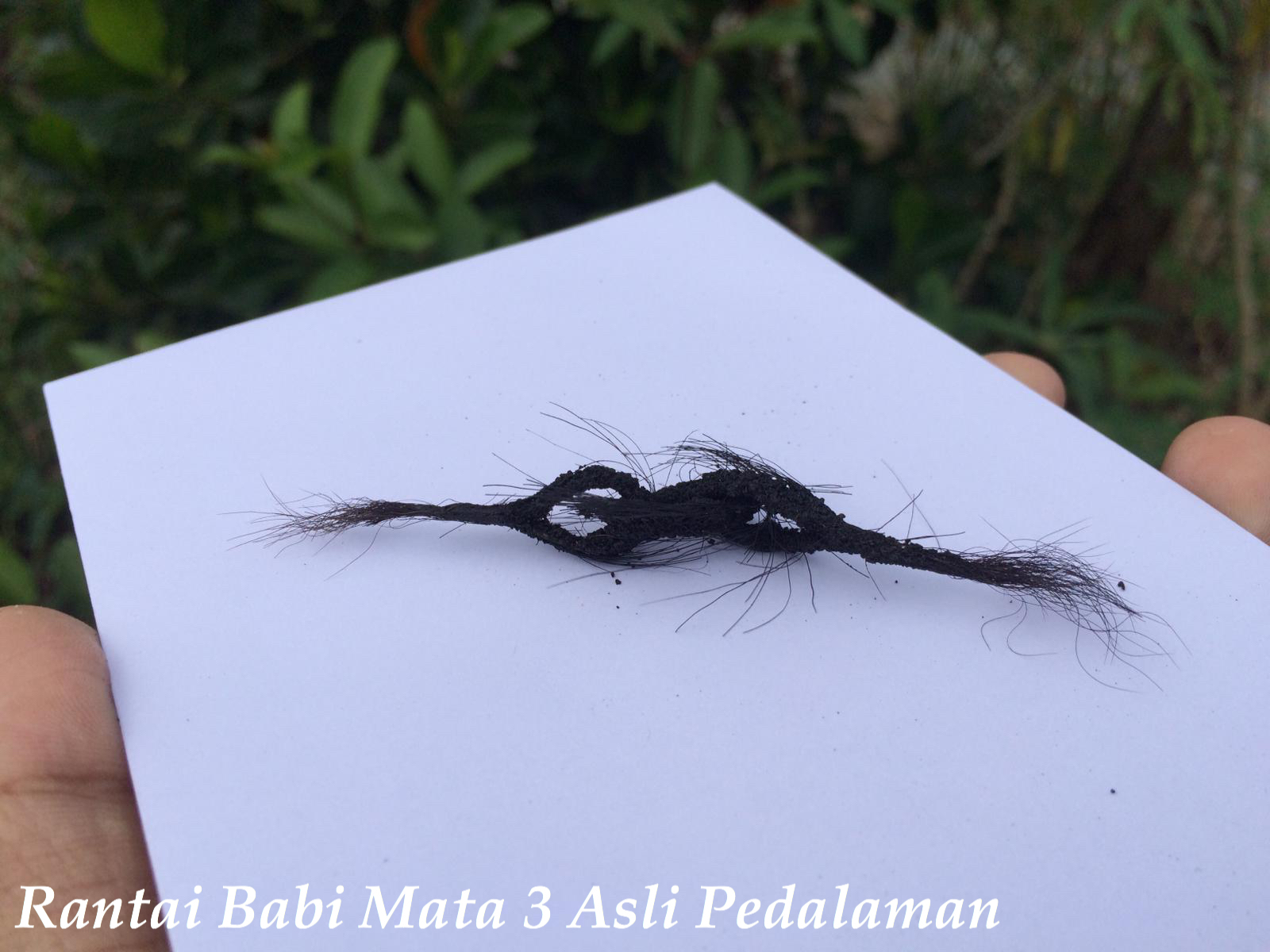 83 Gambar Rantai Babi Asli 83 Gambar Rantai Babi Asli