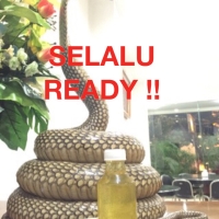 Minyak Ular 100% asli