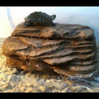 Basking Ram | Turtle Bank + Water Pump