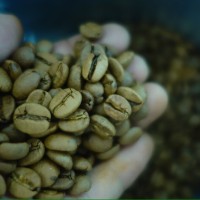 Jual Biji kopi sangrai robusta dampit 500g Murah
