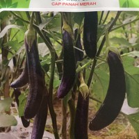 Bibit Terong Ungu Yuvita F1 - 5gram