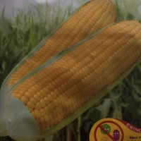Bibit Jagung Manis Secada - 200 gram