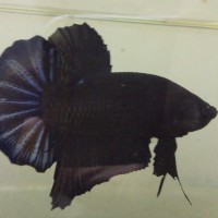 940 Gambar Ikan Cupang Black King HD Terbaru