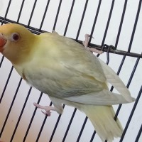 Jual Lovebird Biola Pb Euwing Pf Kota Surabaya Koloni Walet