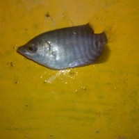 bibit ikan Gurame