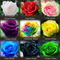 Jual Benih Biji 9 Macam Mawar import : Rainbow Pink Black White Red Purple Murah