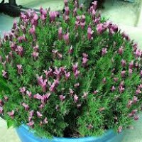 Benih Bibit Bunga Lavender Pedunculata