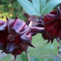 Bibit Benih Bunga Rosella Ungu