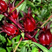 Benih / Bibit Bunga Rosella Merah (Red Rosella Flower Seeds)