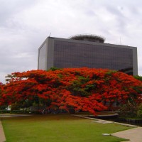 benih/biji/bibit pohon flamboyan orange