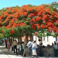 benih/biji/bibit pohon flamboyan orange