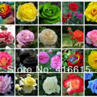 Jual Benih / Bibit / Biji Bunga Mawar Mix 20 jenis Murah