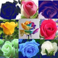 Jual Benih Biji 9 Macam Mawar import : Rainbow Pink Black White Red Purple Murah