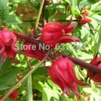 Bibit Tanaman Bunga Rosella