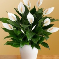 Bibit Tanaman Hidup Bunga Peace Lily