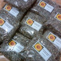 Jual 250gram benih bunga matahari kuning Murah