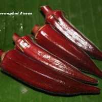 Jual okra merah pack 200g Murah