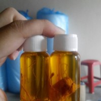 Jual Minyak Bulus Gingseng 30ml(jumbo) Murah