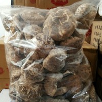 Jual Jamur shitake sitake sutake hioko dry mushroom masrum kering Murah