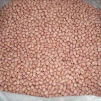Biji / benih / bibit Kacang tanah / peanut / cabut (ose/tanpa kulit)