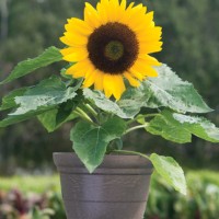 Jual Biji Benih Bunga Matahari Kerdil / Dwarf Sunflower Murah