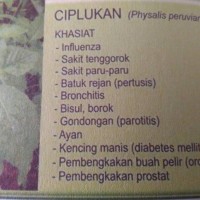 Jual Serbuk Ciplukan Obat Kelenjar Getah Bening, Herpes, Paru-Paru Basah Murah