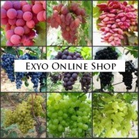 Benih Buah Anggur / Grape 9 Jenis Mix Campur