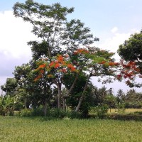 Jual Bibit Tanaman Flamboyan