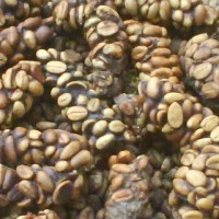 Jual kopi luwak Murah
