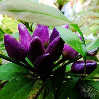 Jual Benih Cabe / Cabai Ungu Purple (Import) Murah