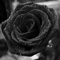 100 Wallpaper Bunga Rose Hitam Terbaru 100 Wallpaper Bunga Rose Hitam Terbaru