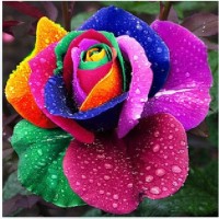 Jual Benih - Bibit - Biji Bunga Rainbow Rose / Mawar Pelangi Murah