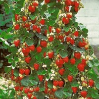 benih/biji/bibit buah strawberry climbing