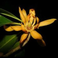Bibit Tanaman Bunga Kantil Cempaka Kuning Harum Bibit Pohon dari Biji