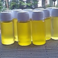 Jual BUKTIKTAN!!Dijamin Beda ((Minyak Bulus Papua jumbo double power 20ml) Murah