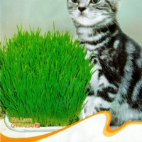 Jual Cat Grass Seeds / Bibit Rumput makanan Kucing Murah